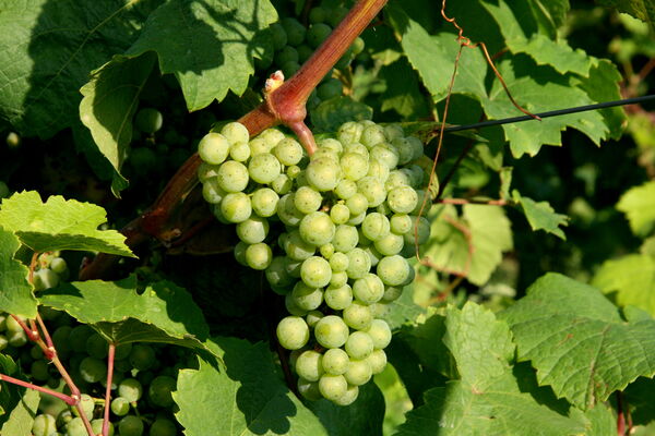 Véraison (Ripening) Approaches in Our Kiedrich Vineyards