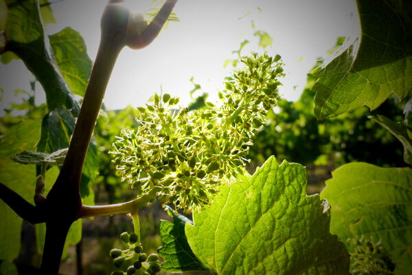 Things are looking sunny in the vineyards!